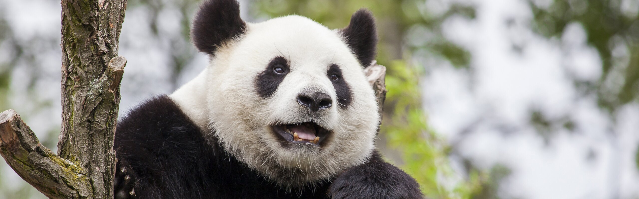 Top Chengdu Tours 2026: Pandas, Food, Slow-Paced Escape