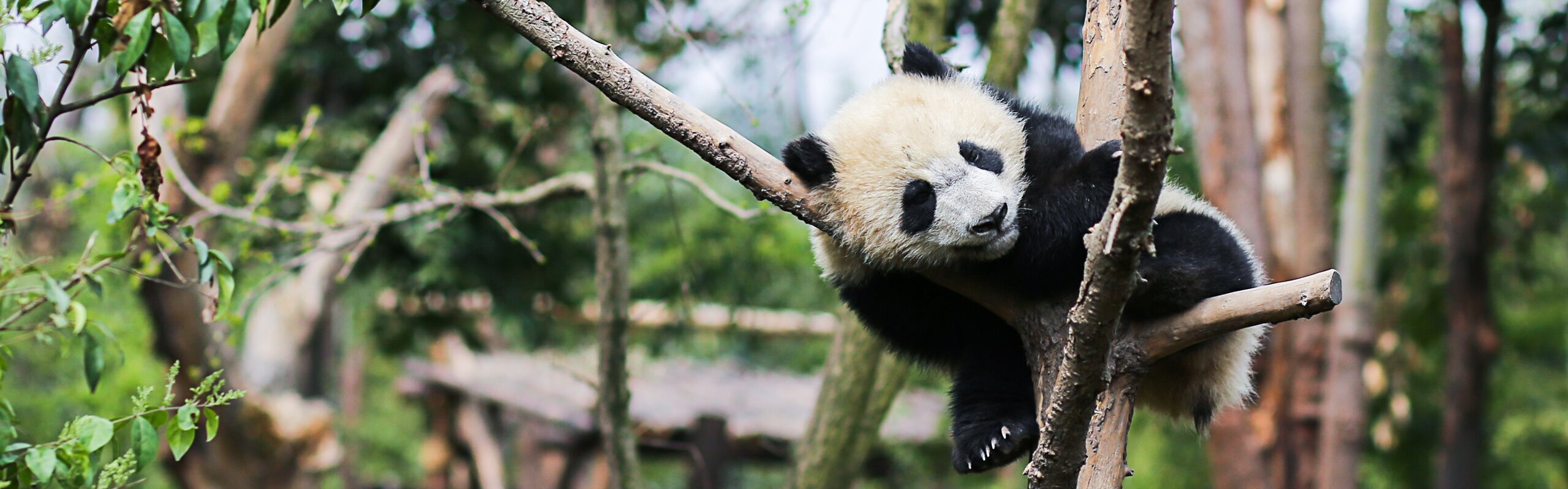 How to Plan a 3-Week Itinerary in China: Top 3 Options (2026)